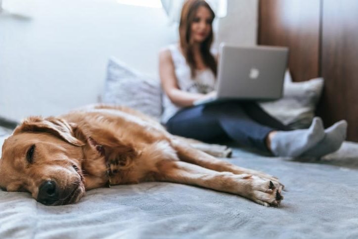 Woman with dog chatting to online vet on computer