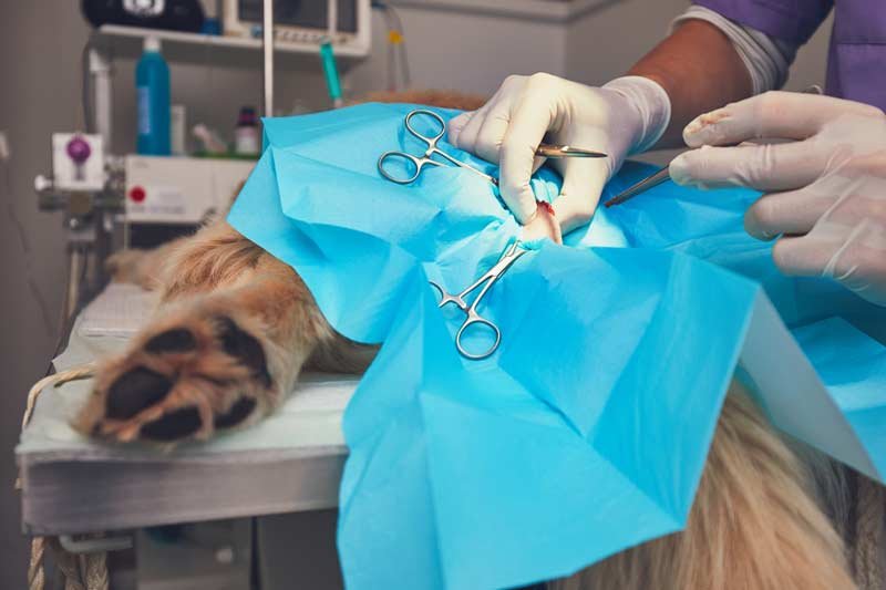 Dog being operated on by veterinary surgeon